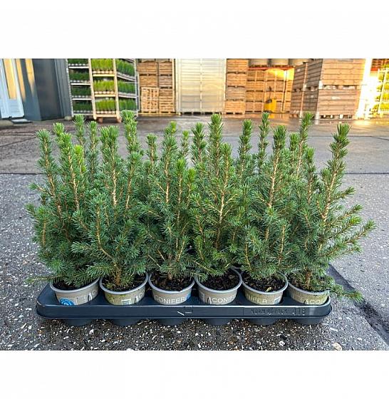 Chamaecyparis lawsoniana Ellwoodii Ø11