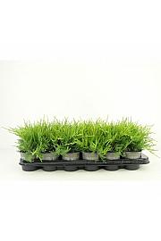 Chamaecyparis lawsoniana Ellwoodii Empire Ø11
