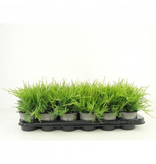 Chamaecyparis lawsoniana Ellwoodii Empire Ø11