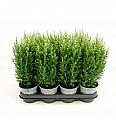Chamaecyparis lawsoniana Ellw. Gold Ø9