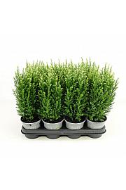 Chamaecyparis lawsoniana Ellw. Gold Ø9