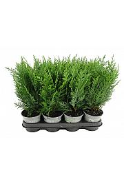 Chamaecyparis lawsoniana Columnaris Ø11