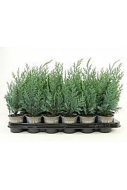 Chamaecyparis lawsoniana Columnaris Ø9
