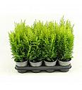 Chamaecyparis lawsoniana Columnaris Ø9