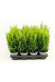 Chamaecyparis lawsoniana Columnaris Ø9