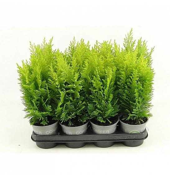 Chamaecyparis lawsoniana Columnaris Ø9
