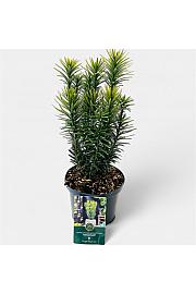 Cephalotaxus harringtonia Korean Gold C2,5 Lit. 30-40 cm