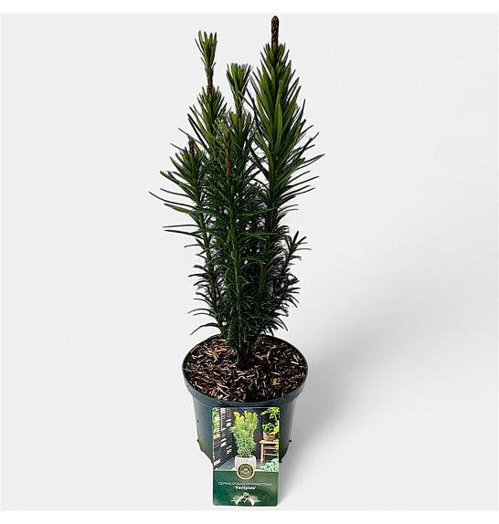 Cephalotaxus harringtonia Fastigiata C2,5 Lit. 30-40 cm