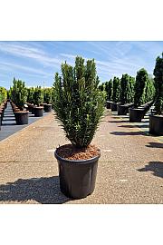 Cephalotaxus harr. Fastigiata C15 Lit. 60-70 cm