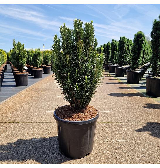 Cephalotaxus harr. Fastigiata C15 Lit. 60-70 cm