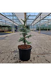 Cedrus libani ssp atlantica Saphire Nymph C6 Lit. 40-50 cm