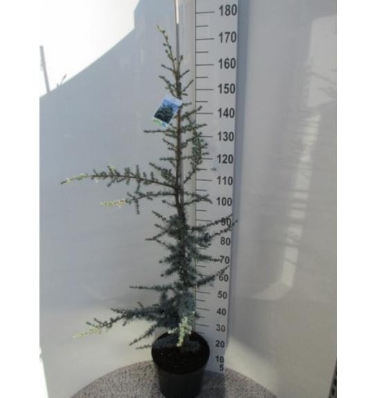 Cedrus libani Glauca C12 Lit. 120-140 cm