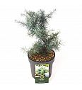 Cedrus deodara Mr. Blue C2,5 Lit. 15-20 cm