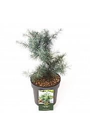 Cedrus deodara Mr. Blue C2,5 Lit. 15-20 cm