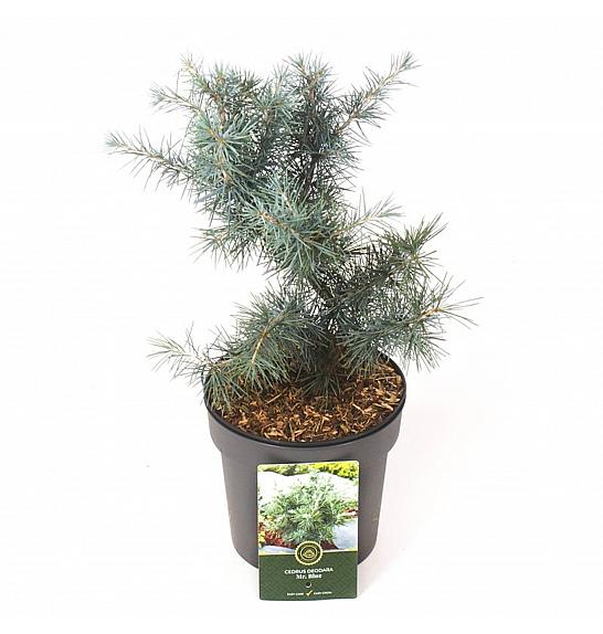 Cedrus deodara Mr. Blue C2,5 Lit. 15-20 cm