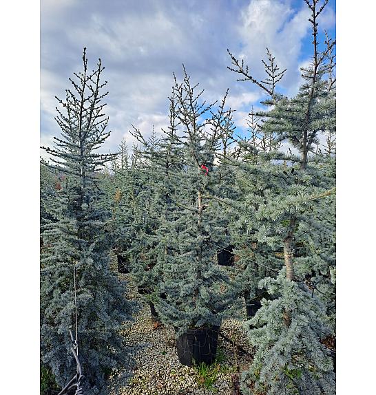 Cedrus atlantica Glauca C35 Lit. 150-175 cm