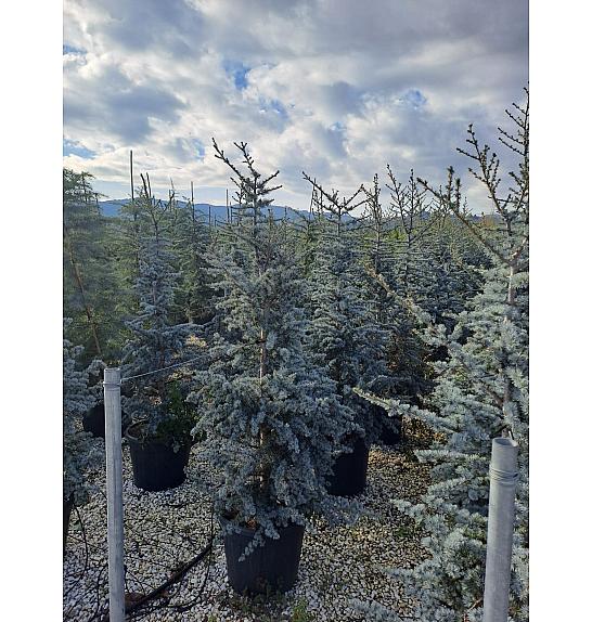 Cedrus atlantica Glauca C20 Lit. 125-150 cm