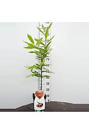 Castanea sativa C5 Lit. 80-100 cm BIO