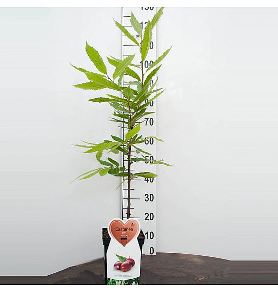 Castanea sativa C5 Lit. 800-100 cm BIO