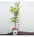 Castanea sativa C5 Lit. 80-100 cm