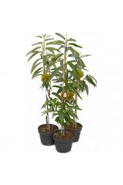 Castanea sativa Bouche de Betizac C4 Lit. 80-100 cm