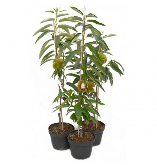 Castanea sativa Bouche de Betizac C4 Lit. 80-100 cm