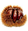 Castanea sativa Bouche de Betizac C4 Lit. 100-120 cm