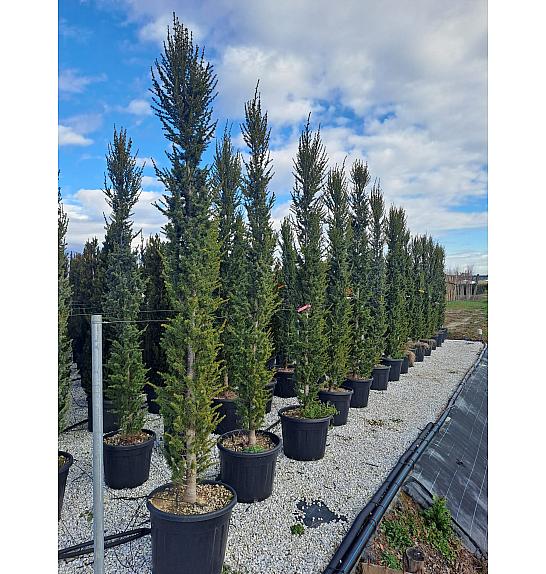 Cedrus atlantica fastigiata C70 Lit. 200-250 cm