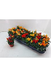 Capsicum annum Ø 6 mix