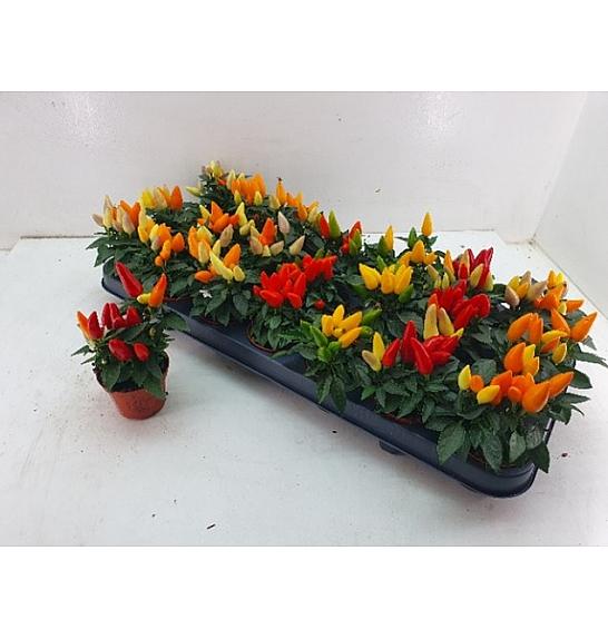 Capsicum annum Ø 6 mix