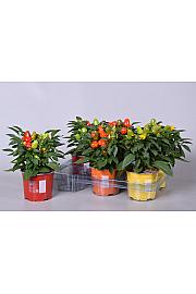 Capsicum annum Ø 12 mix