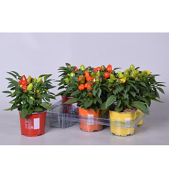 Capsicum annum Ø 12 mix