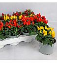 Capsicum annum Ø 10,5 mix