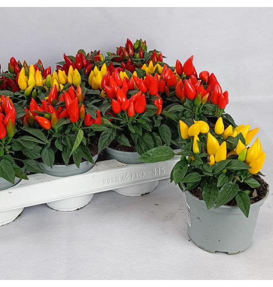 Capsicum annum Ø 10,5 mix