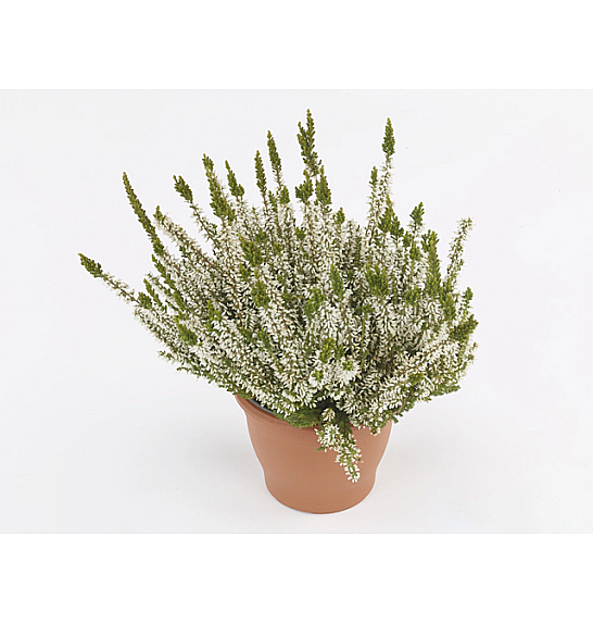 Calluna vulgaris Ø 9 bela