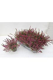 Calluna Marlies Ø 9 rdeča