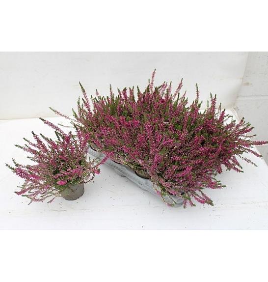 Calluna Marlies Ø 9 rdeča