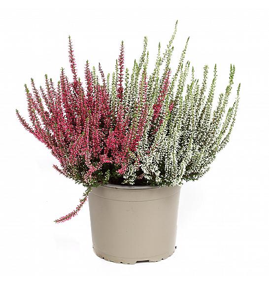Calluna Garden Girls Ø 17 Twins