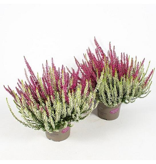 Calluna Garden Girls Ø 12 Twins