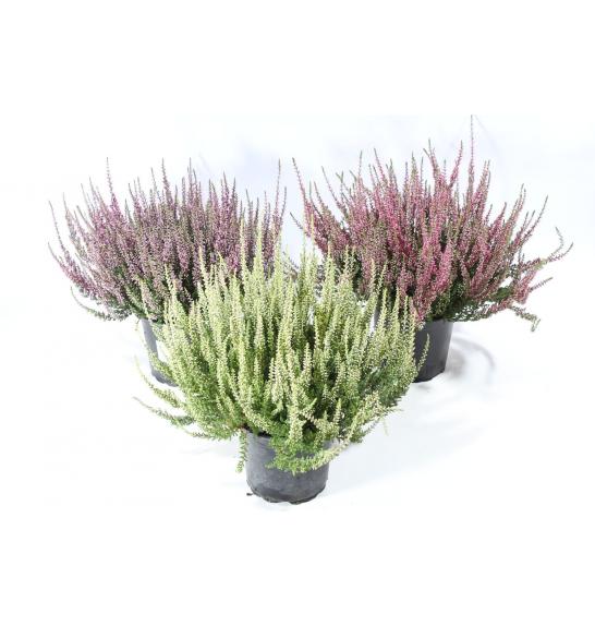 Calluna Garden Girls Ø 12 mix