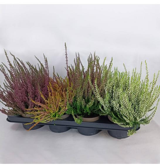 Calluna Garden Girls Ø 11 mix