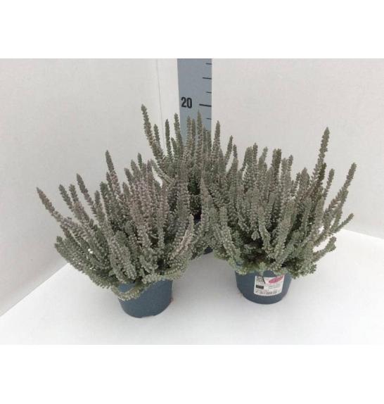 Calluna Garden Girls Fluffy Ø 11