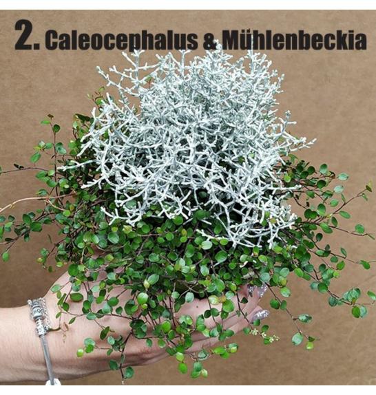 Calluna DUO (muech/calocep) Ø 12 mix