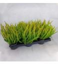 Calluna Beauty Ladies Skyline Ø 9,5 mix