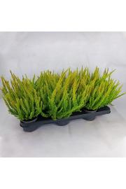 Calluna Beauty Ladies Skyline Ø 9,5 mix