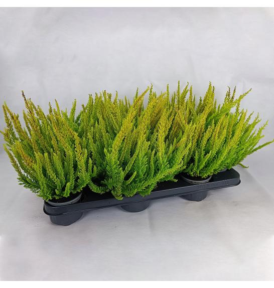 Calluna Beauty Ladies Skyline Ø 9,5 mix