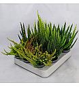 Calluna Beauty Ladies Skyline Ø 6 mix