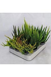 Calluna Beauty Ladies Skyline Ø 6 mix