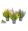 Calluna Beauty Ladies Skyline Ø 10,5 Trio