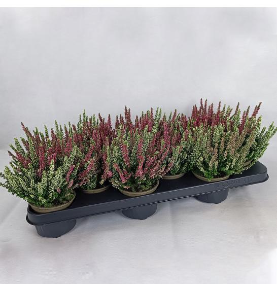 Calluna Beauty Ladies Ø 9,5 Twins